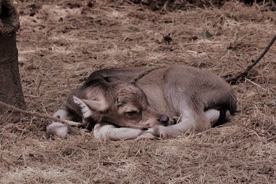 Close-up of young buffalo