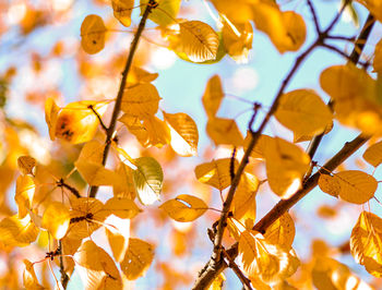 Low angle view of cherry blossoms against sky