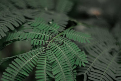 High angle view of fern leaves