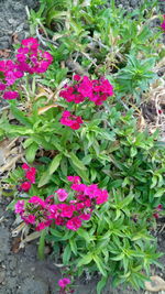 High angle view of pink flowering plant in pot