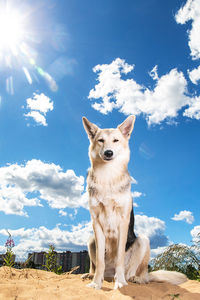 Portrait of a dog standing against sky