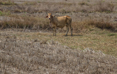 View of cat on field