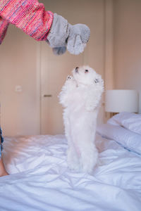 White cat lying on bed at home