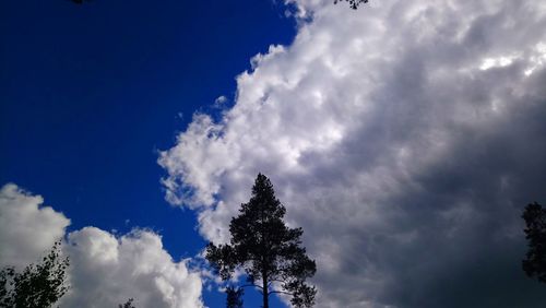 Low angle view of trees against blue sky