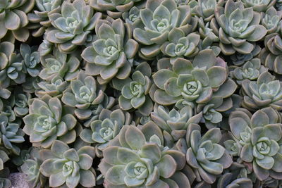 Full frame shot of succulent plant