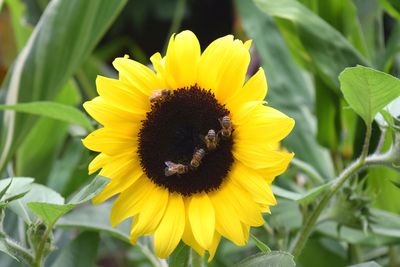 Bees pollinating yellow flower
