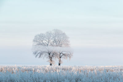 Tree on field against sky during winter