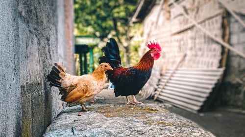 View of a rooster