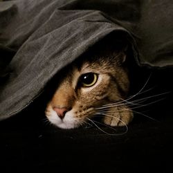 Close-up of cat hiding under a blanket