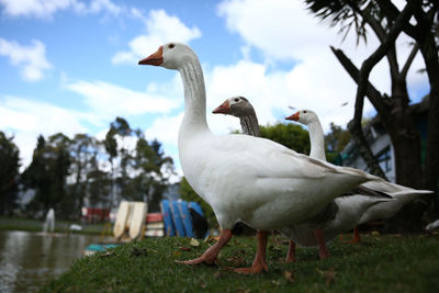 Close-up of birds perching on riverbank against sky