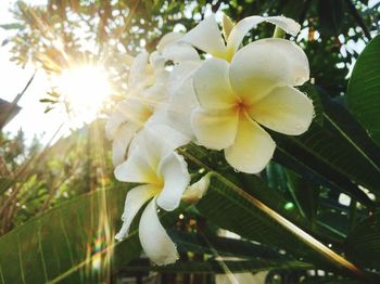 Close-up of white flowers blooming on tree