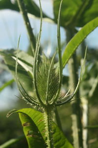 Close-up of plant