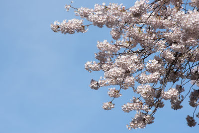 Low angle view of cherry blossoms against sky