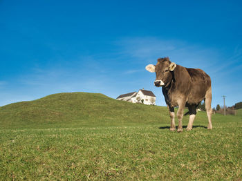 Cow standing in a field