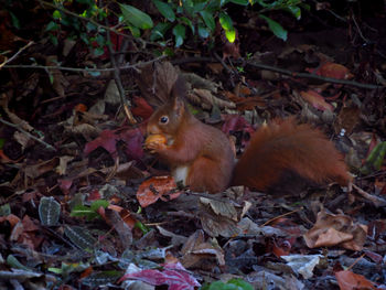 Squirrel in a field