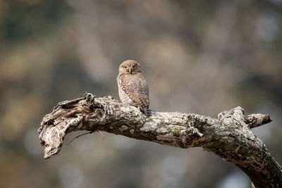 Close-up of bird perching on tree