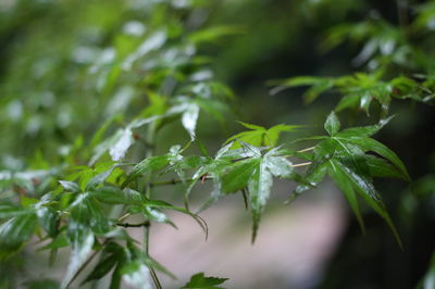 Close-up of fresh green leaves