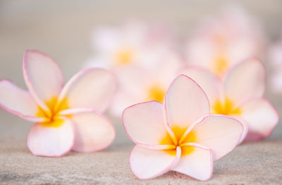 Plumeria flower background