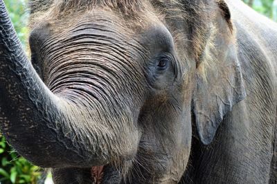 Close-up portrait of elephant