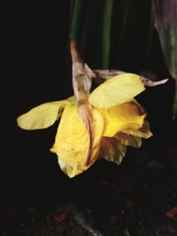 Close-up of wilted flower against black background