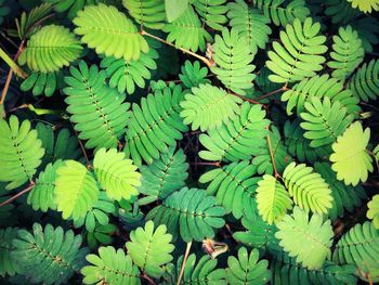 Full frame shot of leaves