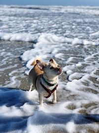 Dog on snow covered land