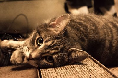 Close-up of cat relaxing at home