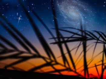 Close-up of silhouette plants against sky at sunset