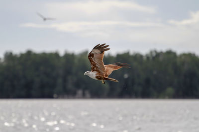 Close-up of seagull flying against the sky