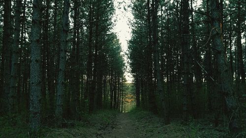 Trees growing in forest