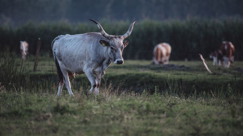 Cow standing in a field