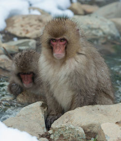 Portrait of monkey sitting on rock