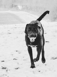 Close-up of dog on field during winter
