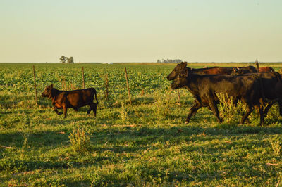Horses in a field