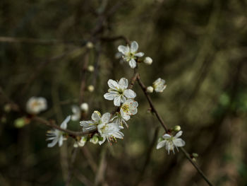 Blossom close up 