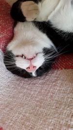 Close-up of cat lying on bed