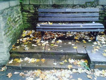 Fallen leaves on ground