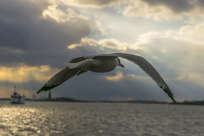 Close-up of seagull flying over sea against sky