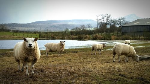 Sheep on field against sky