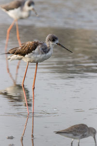 Close-up of gray heron perching on lake