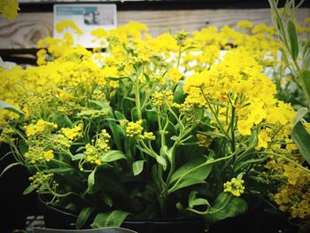 Close-up of yellow flowers