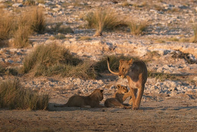 Lion family in etosha national park, namibia