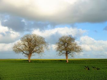 Two trees on green field with cloudy sky