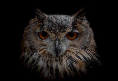 Close-up portrait of owl against black background