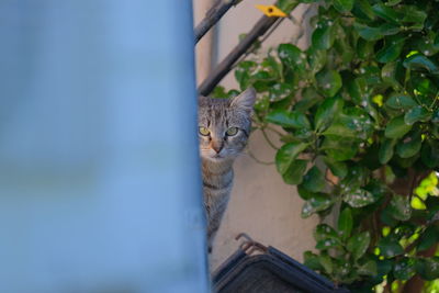 Portrait of a cat