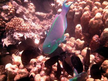 Close-up of fish underwater