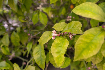 Close-up of insect on leaves