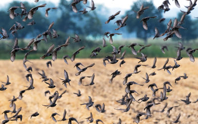 Flock of birds flying in the background