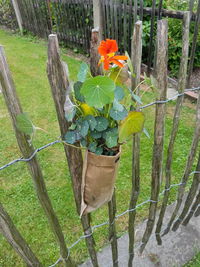 Close-up of wooden fence by plants on land