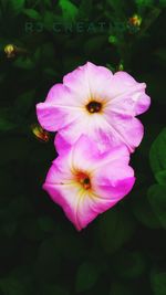 Close-up of pink flower blooming outdoors